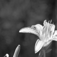 Buy canvas prints of Tiger Lily Black and White by Judy Hall-Folde