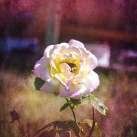 Buy canvas prints of Snug in a Rose by Judy Hall-Folde