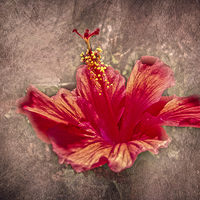 Buy canvas prints of Hibiscus Red by Judy Hall-Folde
