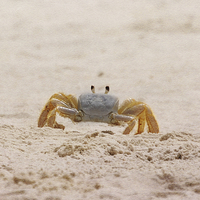Buy canvas prints of Portrait of a Ghost Crab by Judy Hall-Folde