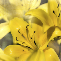 Buy canvas prints of Bright Yellow by Judy Hall-Folde
