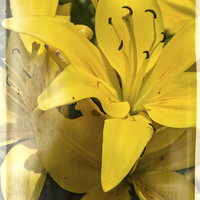 Buy canvas prints of Summer Lilies by Judy Hall-Folde