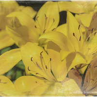 Buy canvas prints of Yellow Lilies by Judy Hall-Folde