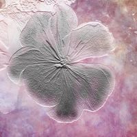 Buy canvas prints of Fossil Flower by Judy Hall-Folde