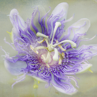 Buy canvas prints of  Passion Flower by Judy Hall-Folde