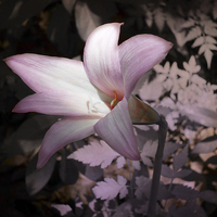 Buy canvas prints of  Lone Lily by Judy Hall-Folde