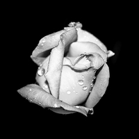 Buy canvas prints of  Rosebud in Black and White by Judy Hall-Folde