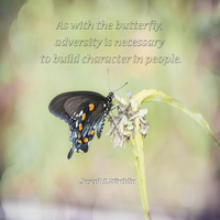 Buy canvas prints of  Building Character Butterfly by Judy Hall-Folde