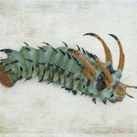 Buy canvas prints of  Hickory Horned Devil (Citheronia regalis) by Judy Hall-Folde