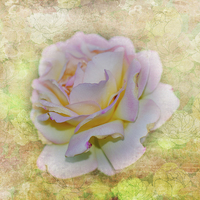 Buy canvas prints of  Shimmering Rose Petals by Judy Hall-Folde