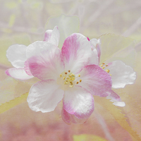 Buy canvas prints of  Apple Blossom by Judy Hall-Folde