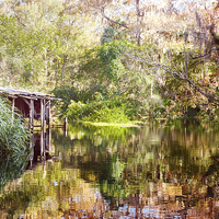 Buy canvas prints of  Swamp Life by Judy Hall-Folde