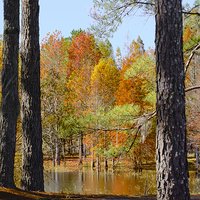 Buy canvas prints of  Florida Autumn by Judy Hall-Folde