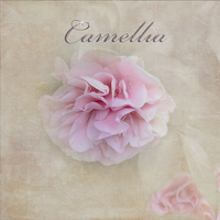 Buy canvas prints of  Camellia by Judy Hall-Folde