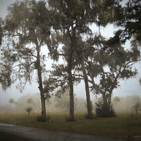 Buy canvas prints of  Foggy Morning by Judy Hall-Folde