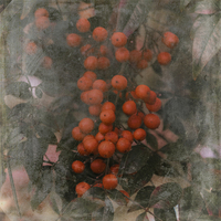 Buy canvas prints of  Red Berries by Judy Hall-Folde