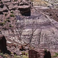 Buy canvas prints of  Petrified Forest by Judy Hall-Folde