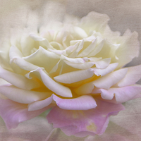 Buy canvas prints of Purity by Judy Hall-Folde