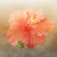 Buy canvas prints of  Warm Hibiscus by Judy Hall-Folde