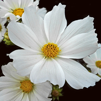 Buy canvas prints of  White Cosmos by Judy Hall-Folde