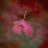 Buy canvas prints of  Flaming Hibiscus by Judy Hall-Folde