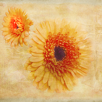 Buy canvas prints of  Bright Orange by Judy Hall-Folde