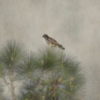 Buy canvas prints of  Hawk in the Treetop by Judy Hall-Folde
