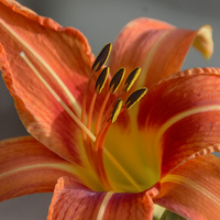 Buy canvas prints of  Tiger Lily by Judy Hall-Folde