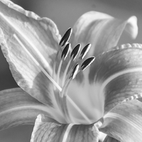 Buy canvas prints of  Black and White Tiger Lily by Judy Hall-Folde