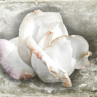 Buy canvas prints of  Rustic Rose by Judy Hall-Folde
