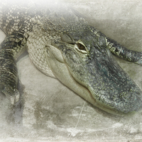 Buy canvas prints of  Real Live Gator by Judy Hall-Folde