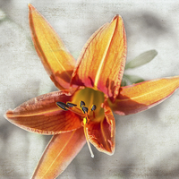Buy canvas prints of  Bright Orange Lily by Judy Hall-Folde