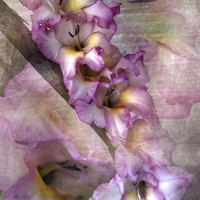 Buy canvas prints of  Pink Glads by Judy Hall-Folde