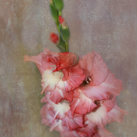 Buy canvas prints of  Coral and White Gladiolas by Judy Hall-Folde