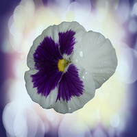 Buy canvas prints of  Purple and White Pansy by Judy Hall-Folde