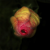 Buy canvas prints of  Hibiscus Bud by Judy Hall-Folde