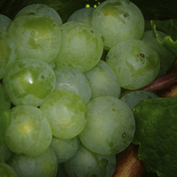 Buy canvas prints of  Grapes by Judy Hall-Folde