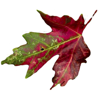 Buy canvas prints of  Fall Leaf by Judy Hall-Folde