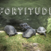 Buy canvas prints of  Fortitude by Judy Hall-Folde