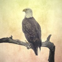 Buy canvas prints of  Bald Eagle by Judy Hall-Folde