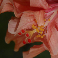 Buy canvas prints of  Peach Double Hibiscus by Judy Hall-Folde