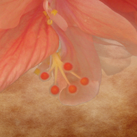 Buy canvas prints of  Peachy Blossom by Judy Hall-Folde