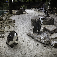 Buy canvas prints of Penguin Playground by Judy Hall-Folde