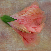 Buy canvas prints of Ruffled Petals by Judy Hall-Folde
