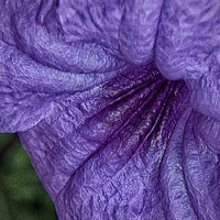 Buy canvas prints of Mexican Petunia by Judy Hall-Folde