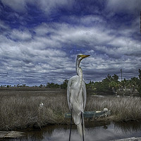 Buy canvas prints of Great Egret by Judy Hall-Folde