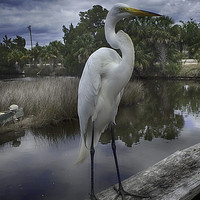 Buy canvas prints of Charlie the Great Egret by Judy Hall-Folde