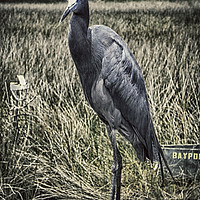 Buy canvas prints of Wetland Resident by Judy Hall-Folde