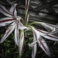 Buy canvas prints of Striped Lilies by Judy Hall-Folde
