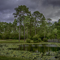 Buy canvas prints of Tranquil Pond by Judy Hall-Folde